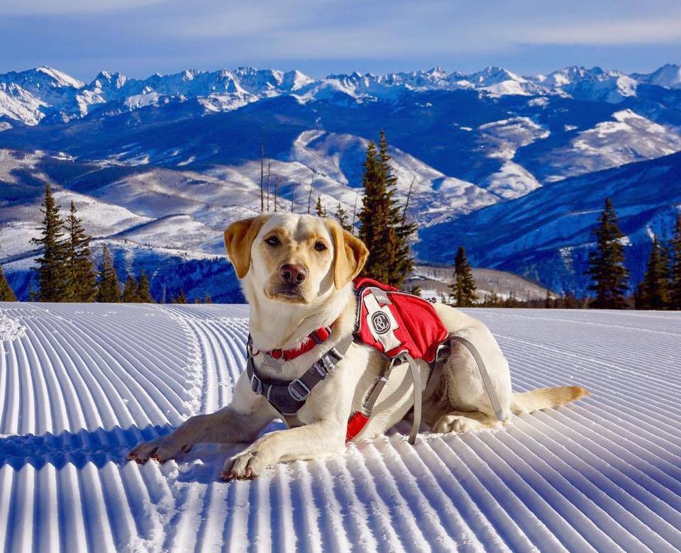 chien sur neige portant un harnais rouge
