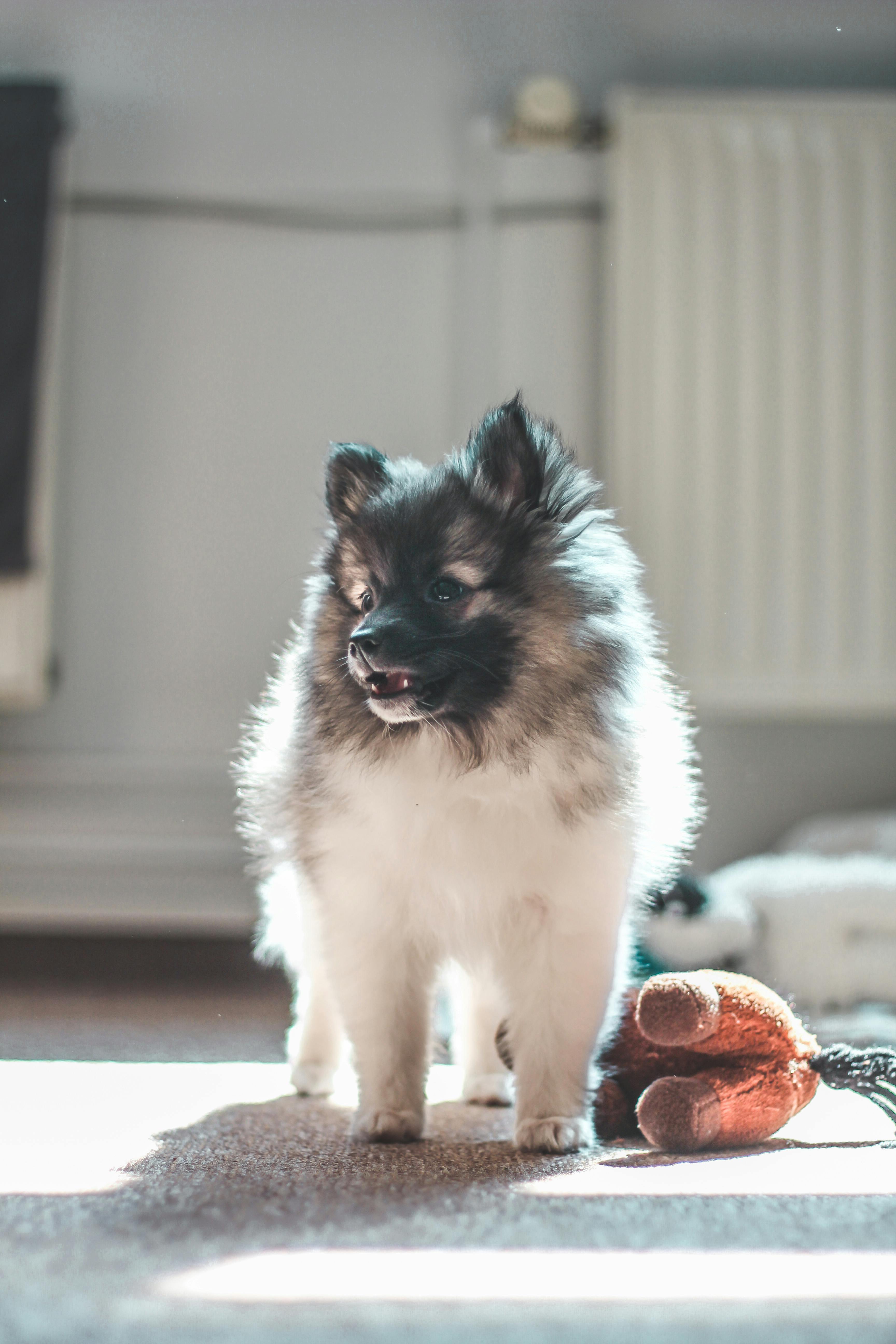 jolie petit chien avec muzeau noir dans le salon